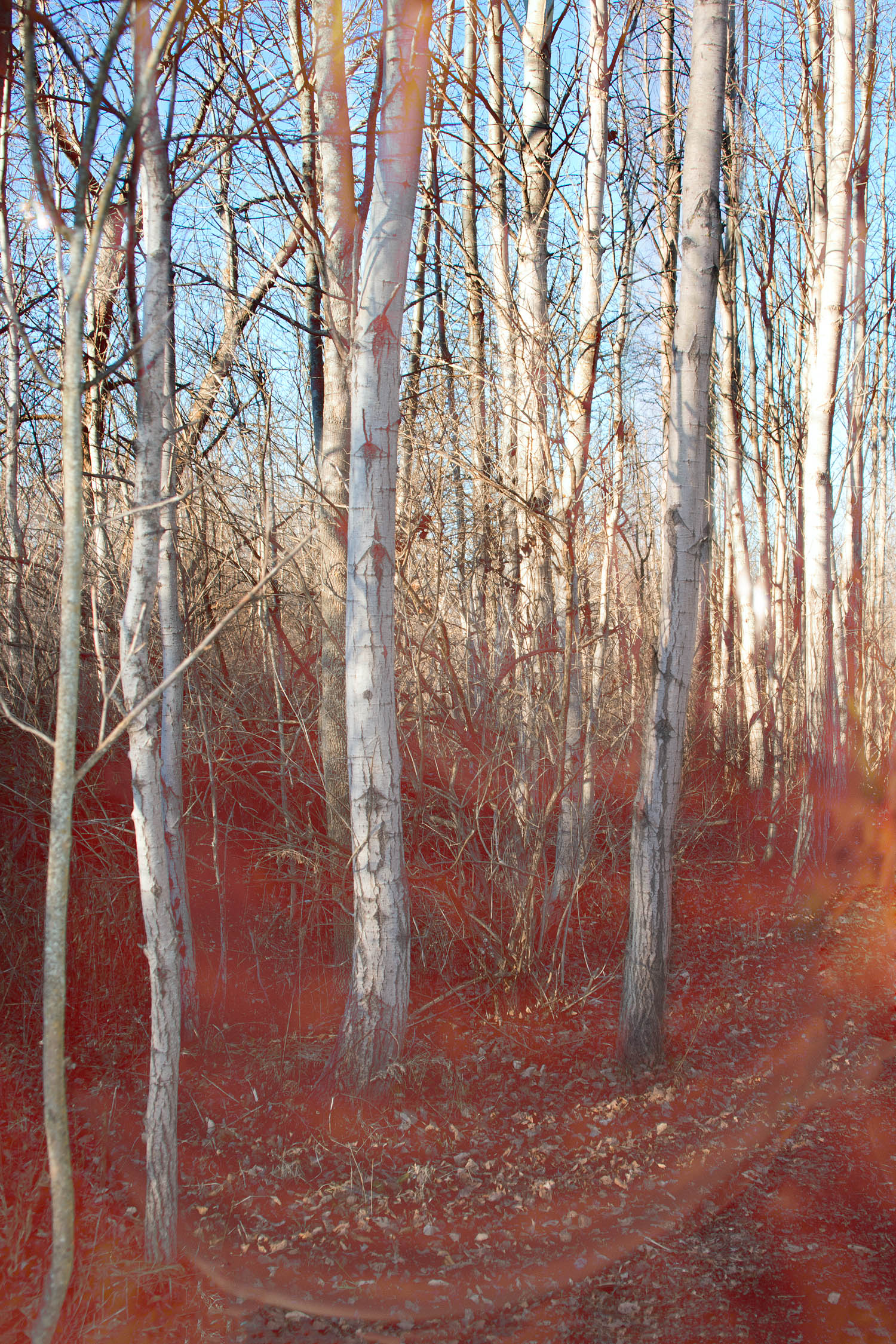 Enchanted Forest