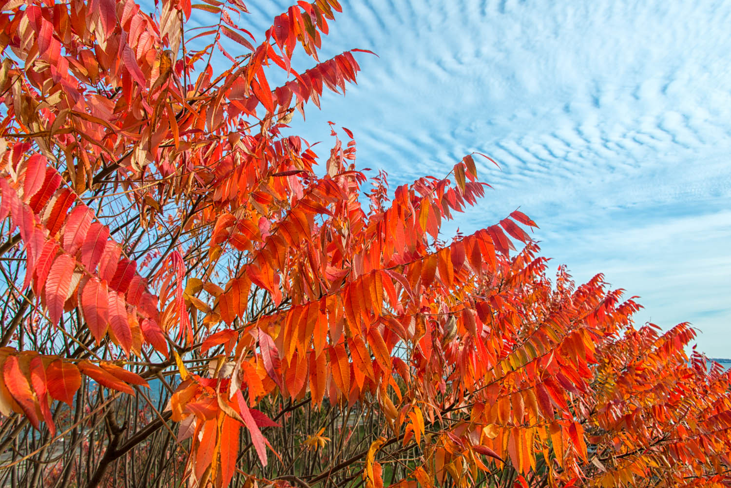 Fall Sumac Trees