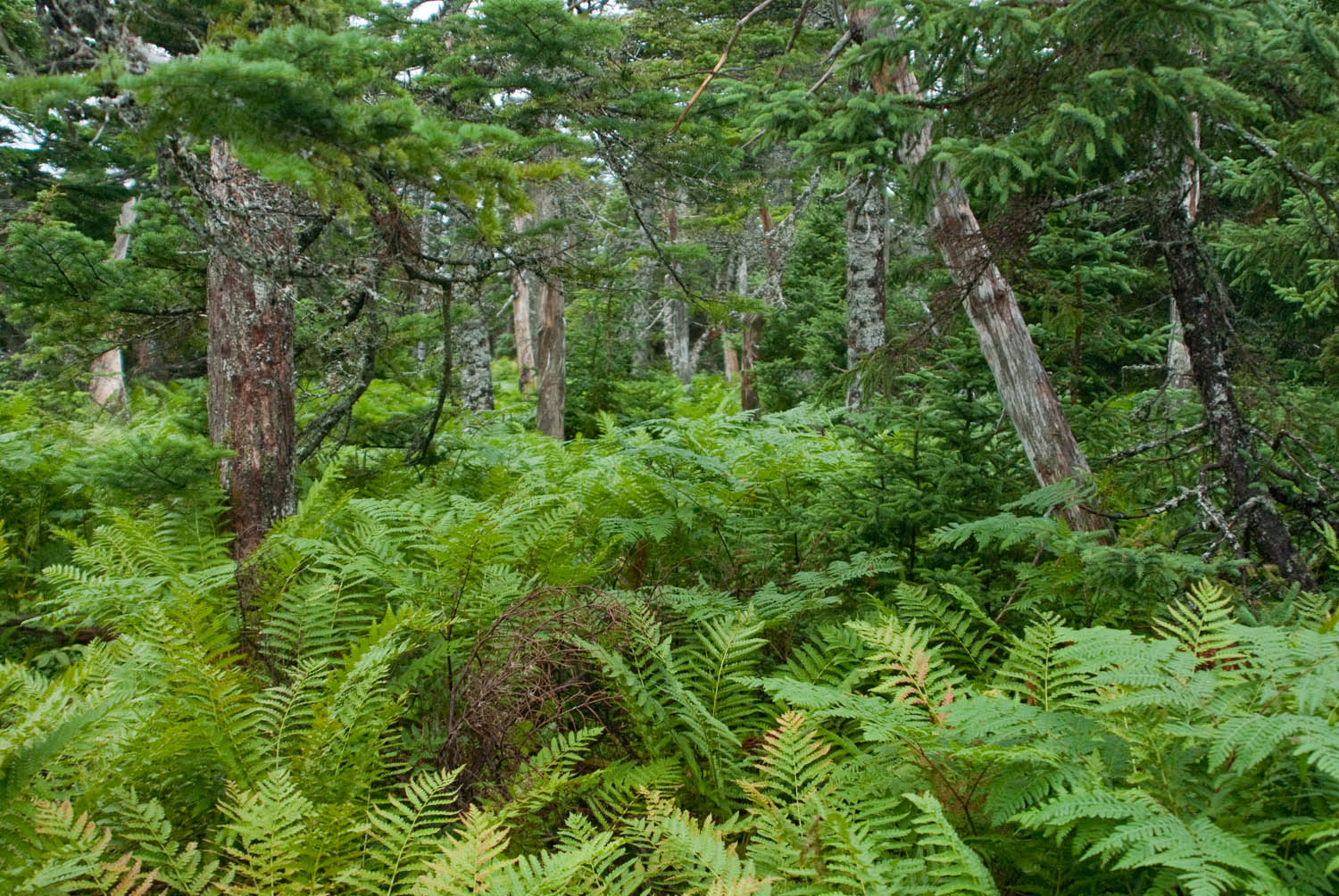 Ferns in the Forest