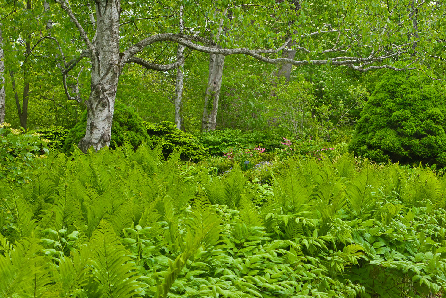 Ferns in the Forest2