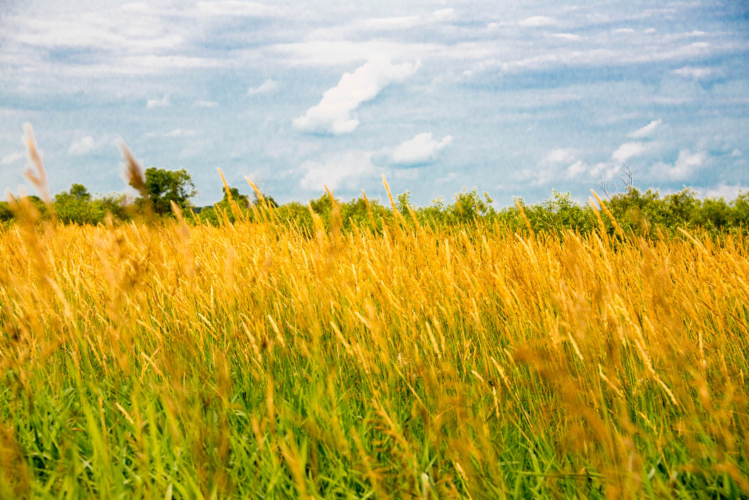 Fields of Wheat