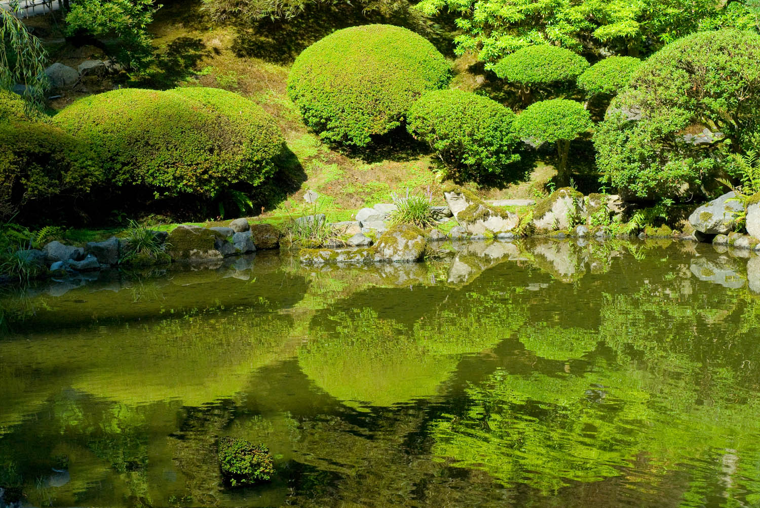 Green Reflections