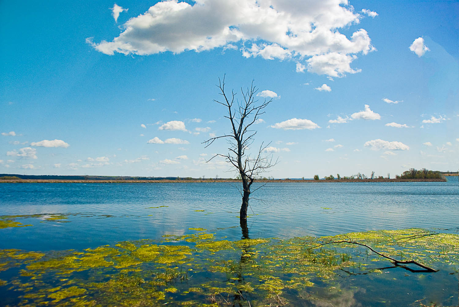 Lone Tree