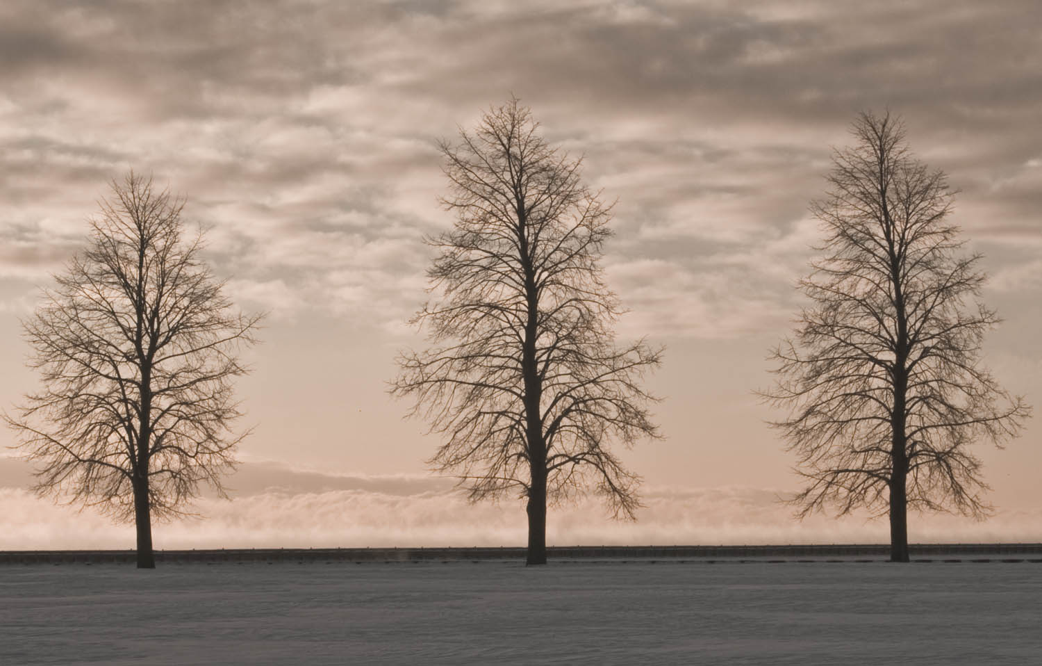 Trees on the Beach