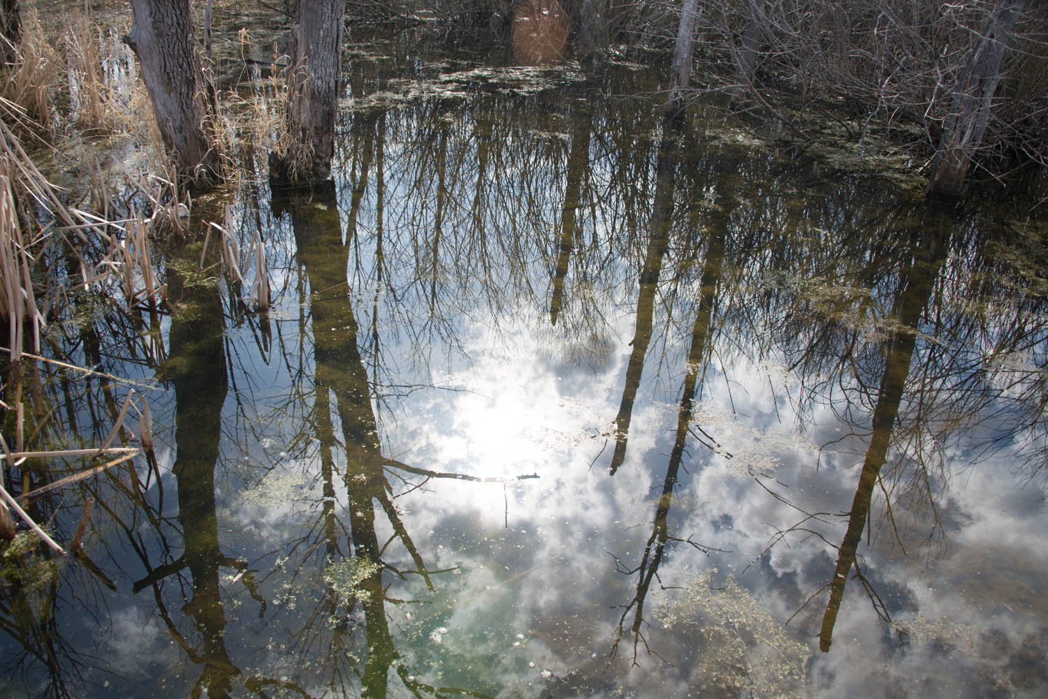 Tree and Sky Reflections