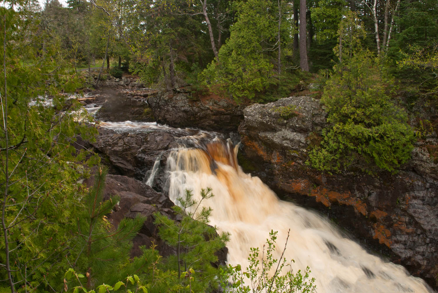 Water in the Forest