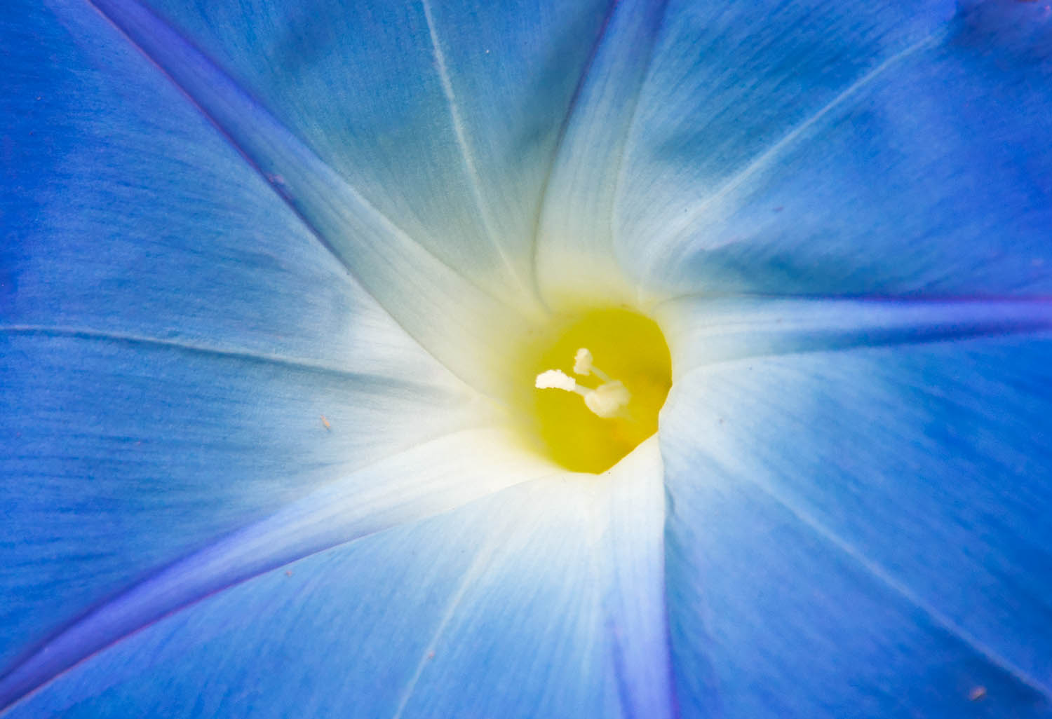 Blue Morning Glory up close