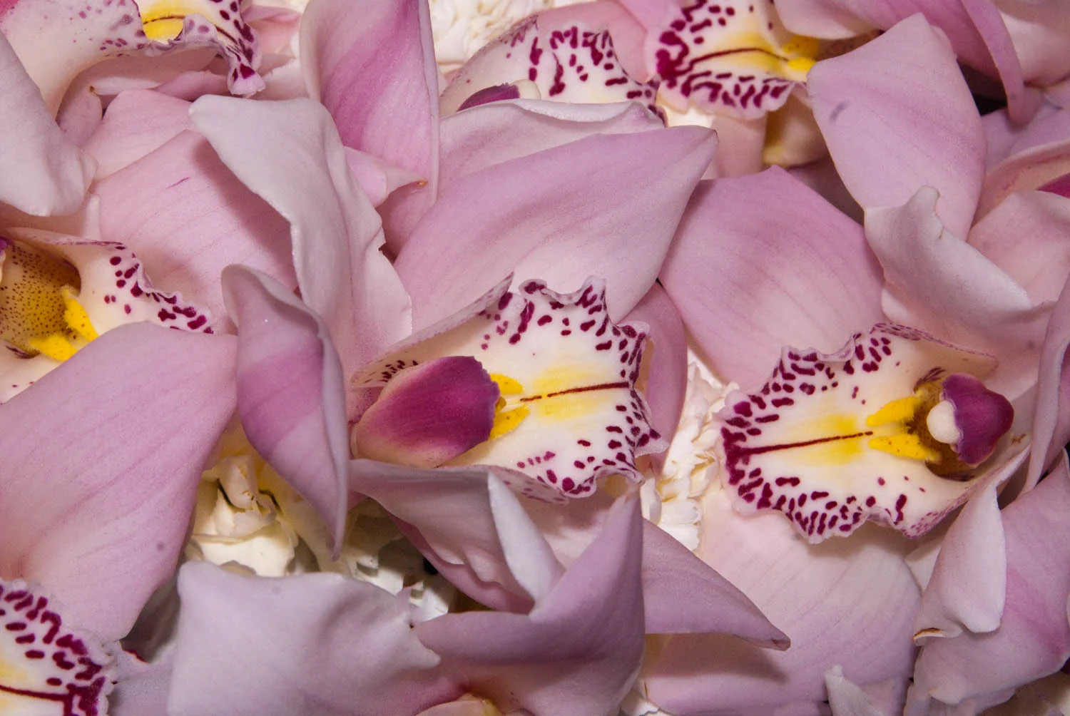 Bunches of Orchids