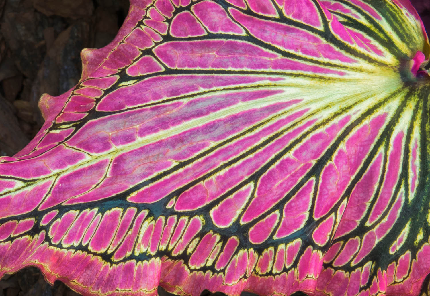 Caladium Leaf