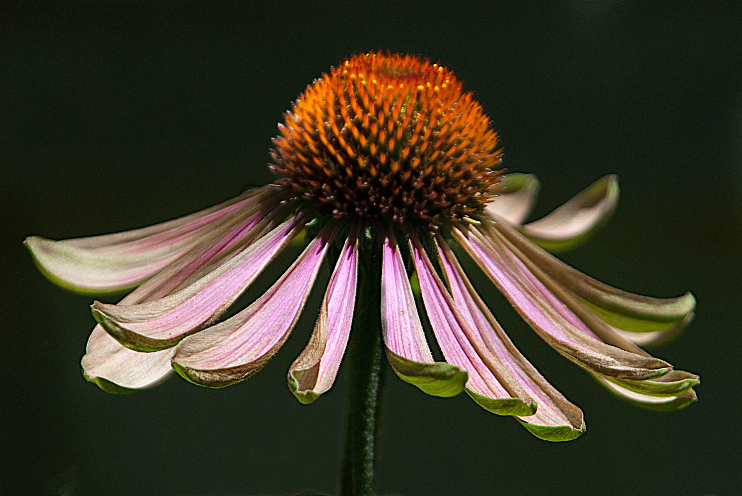 Cone Flower