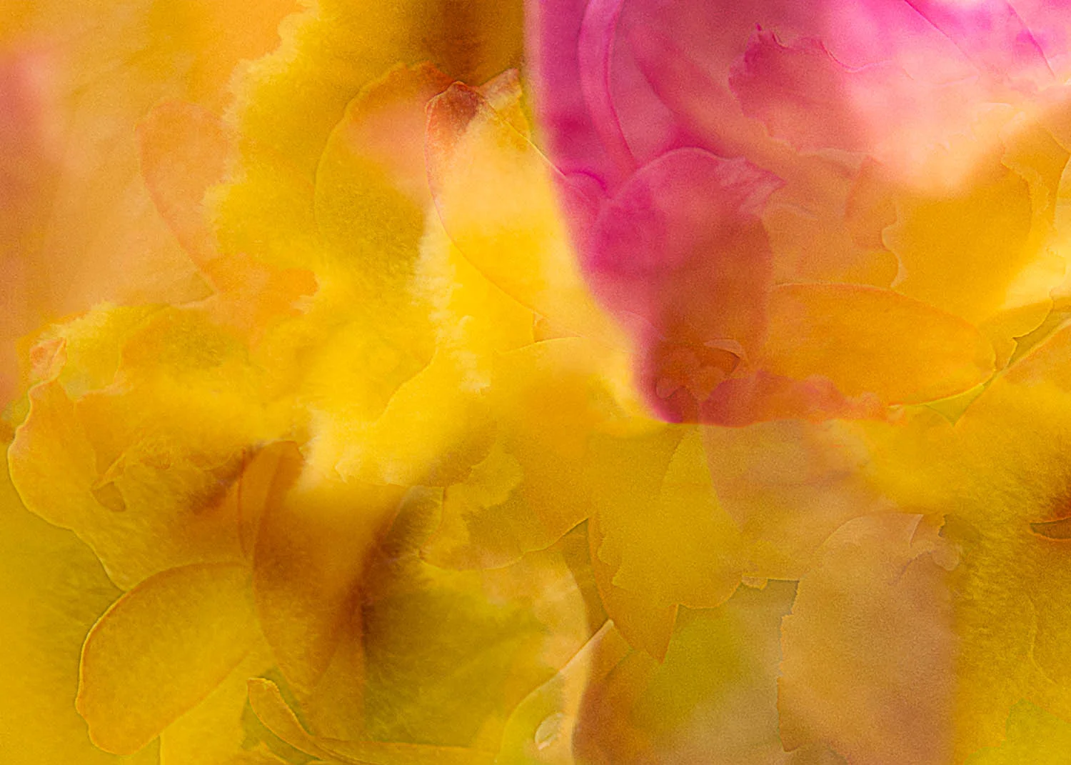 Embedded Orchid