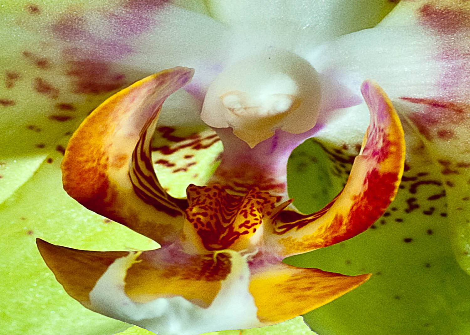 Extraordinary Orchid