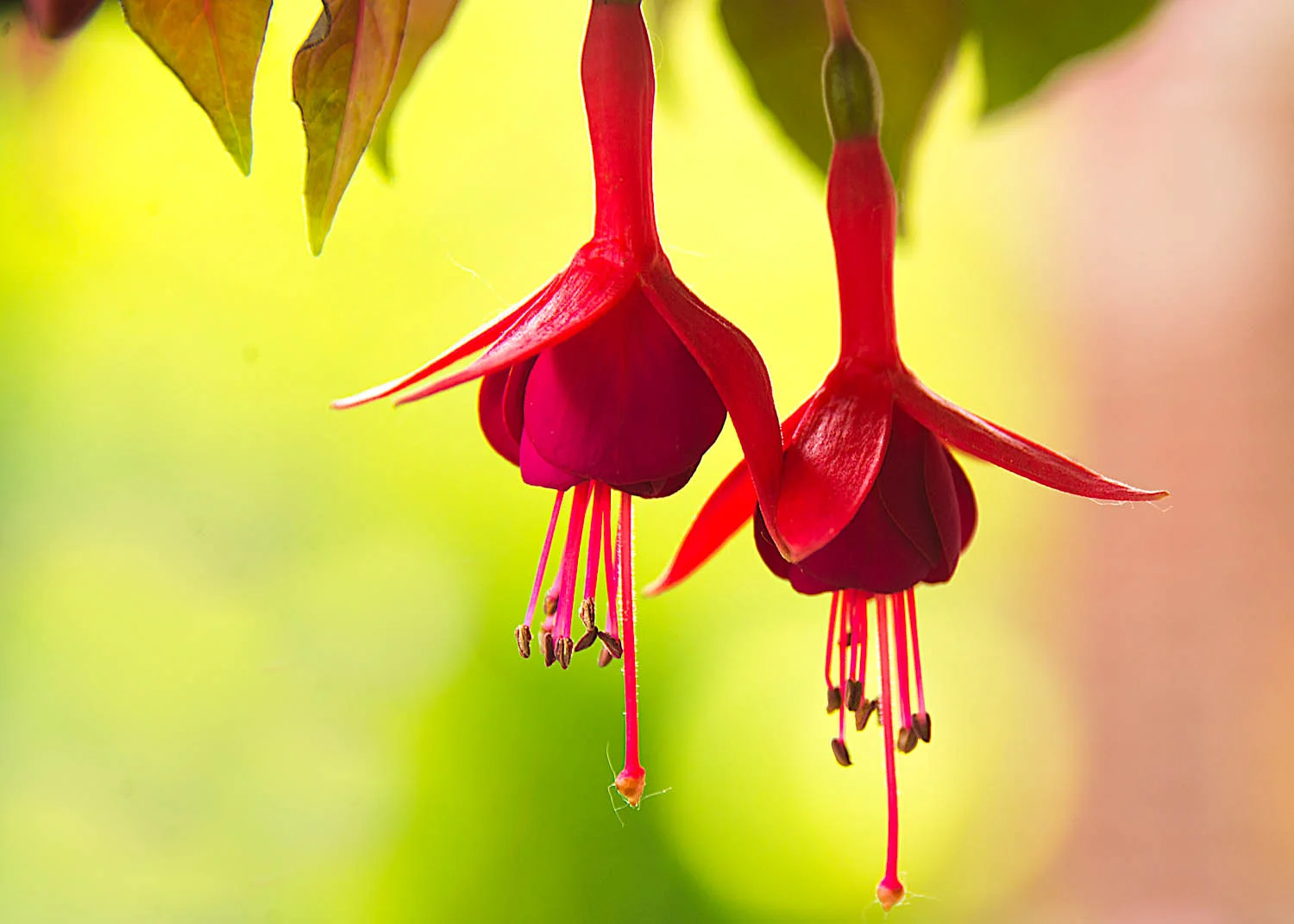 Fuschia