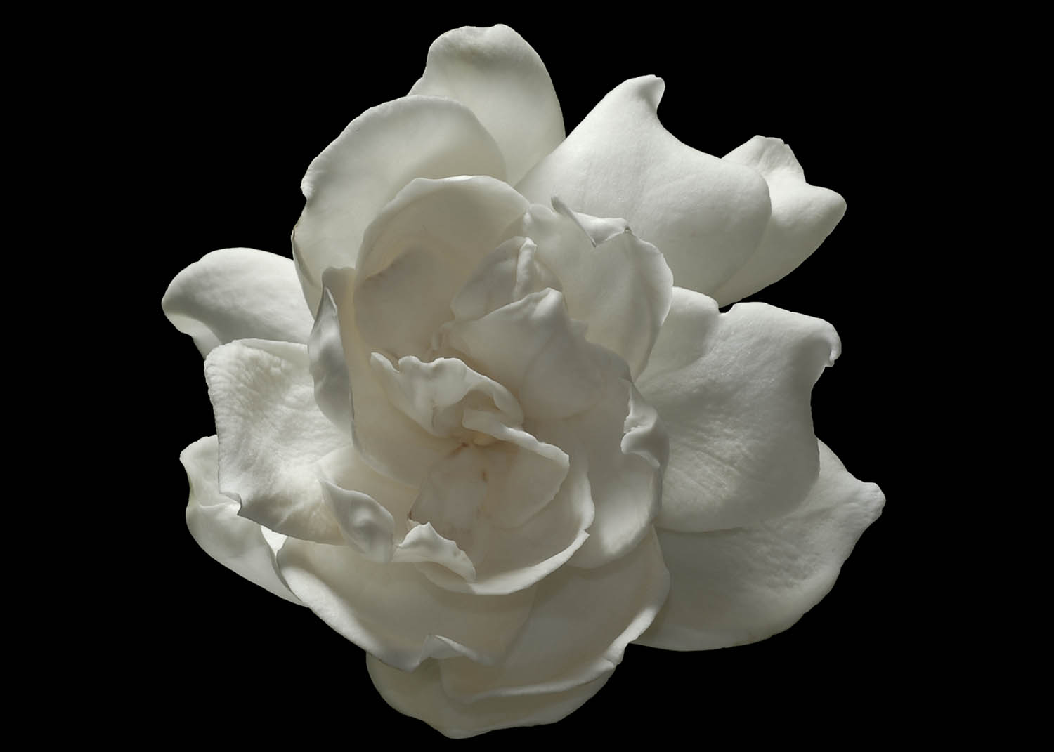 Gardenia