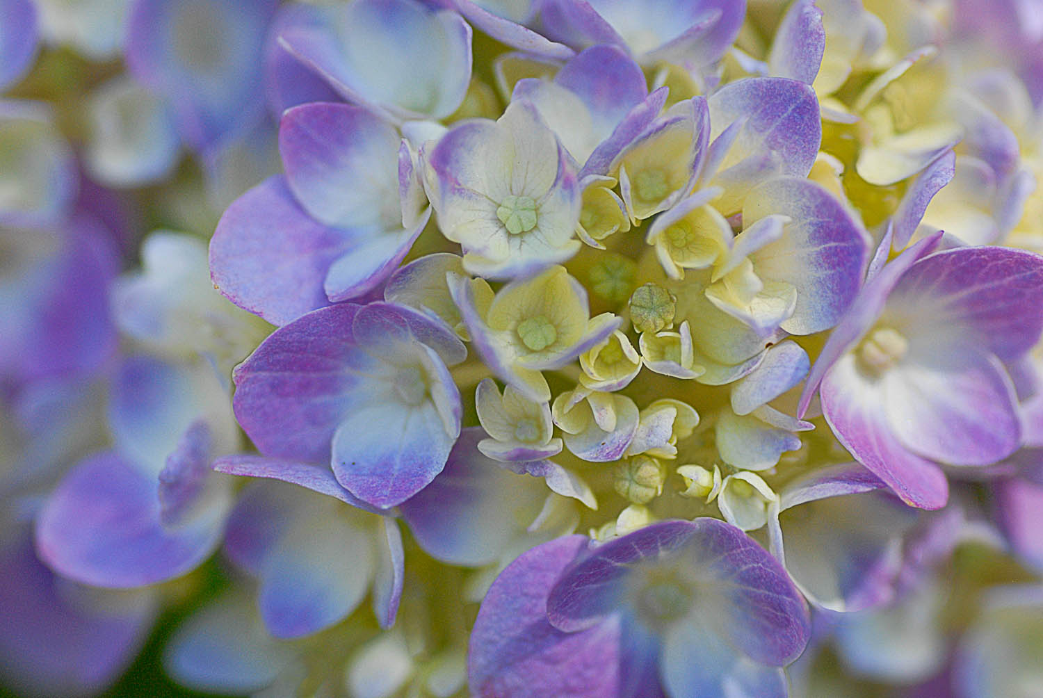 Hydrangea Up Close