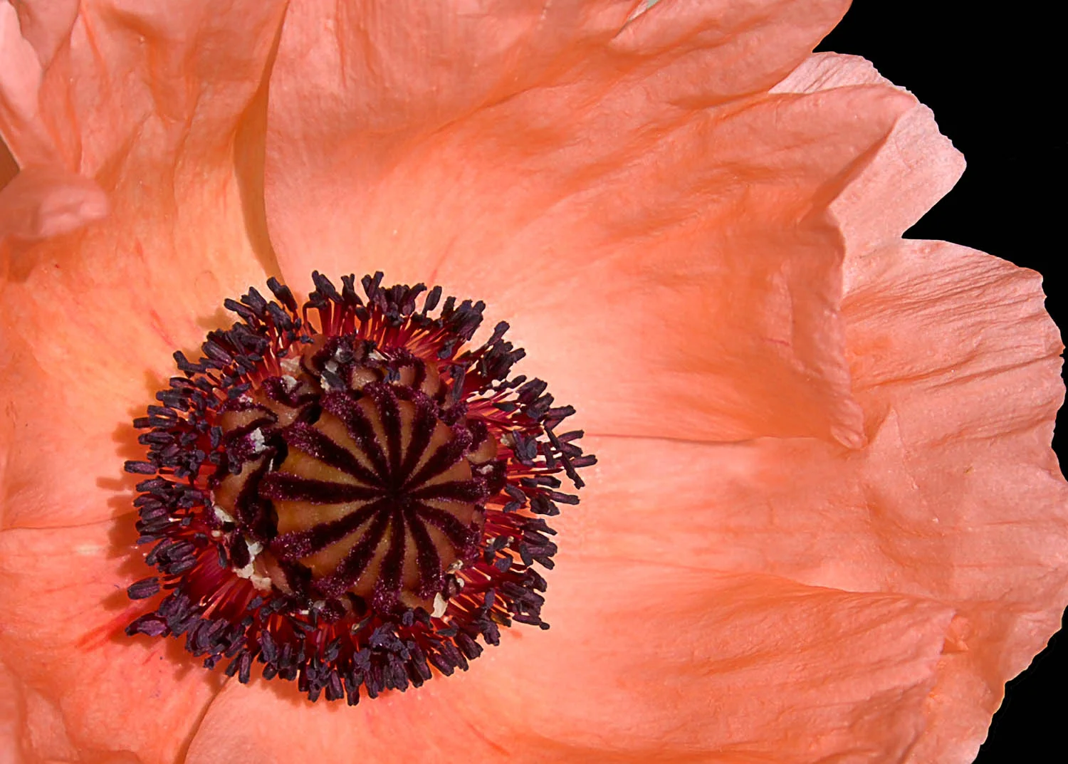 Orange Poppy Open
