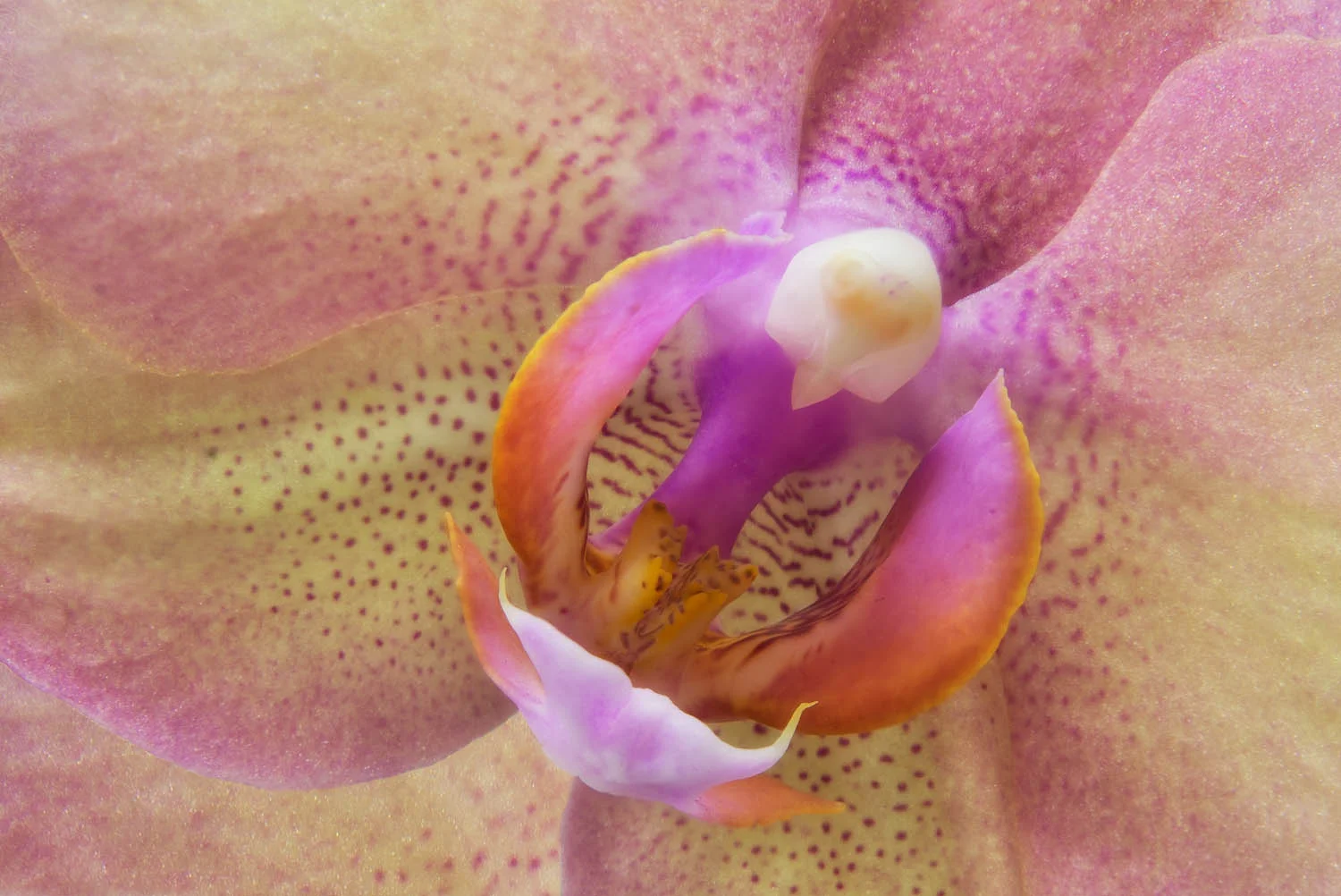 Orchid Central