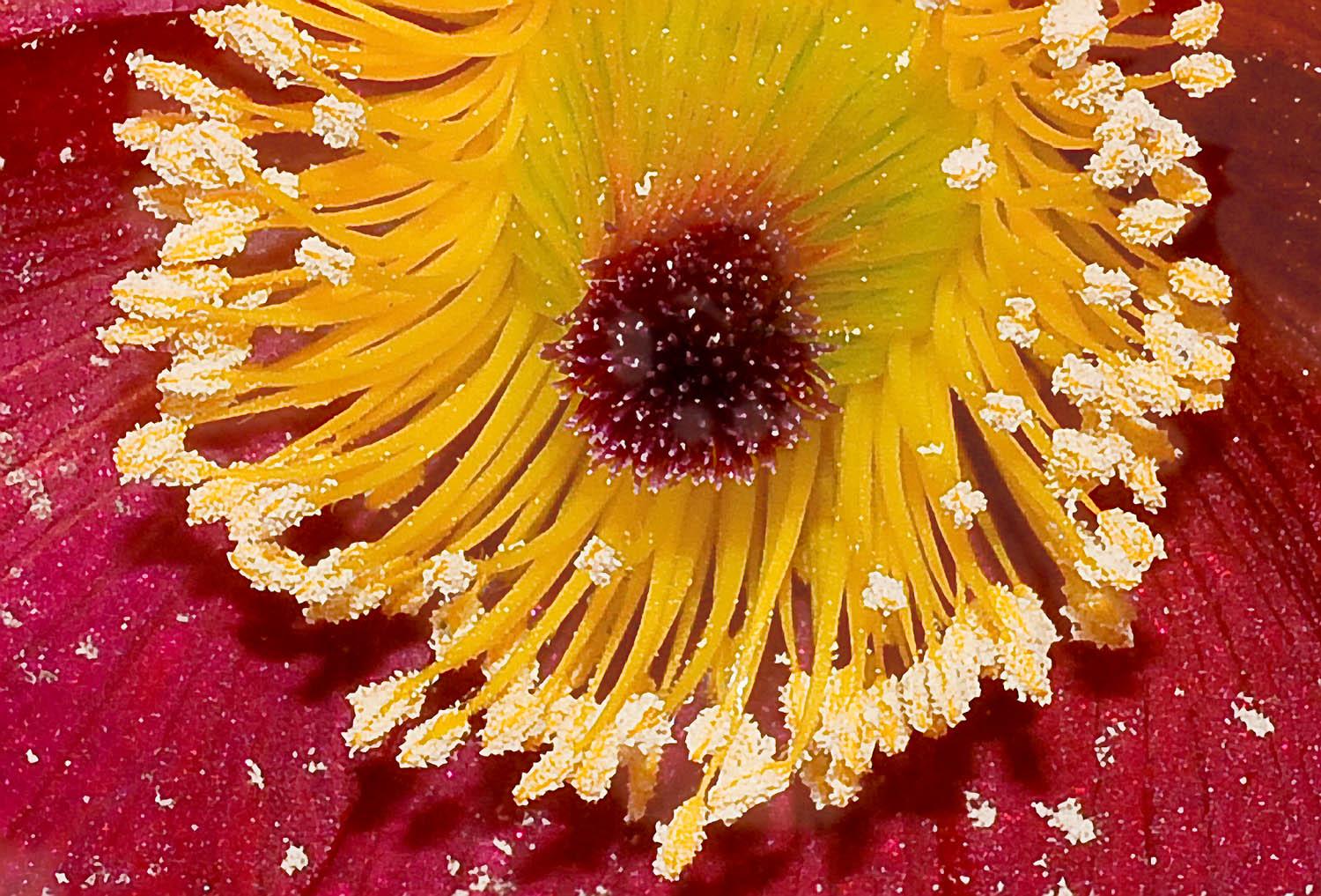 Pasque Flower Up Close