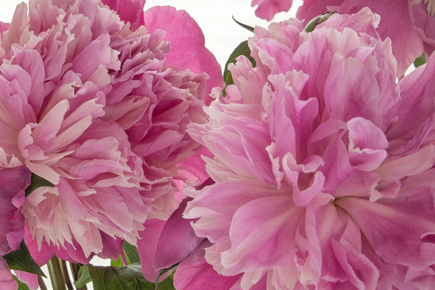 Peony Petals