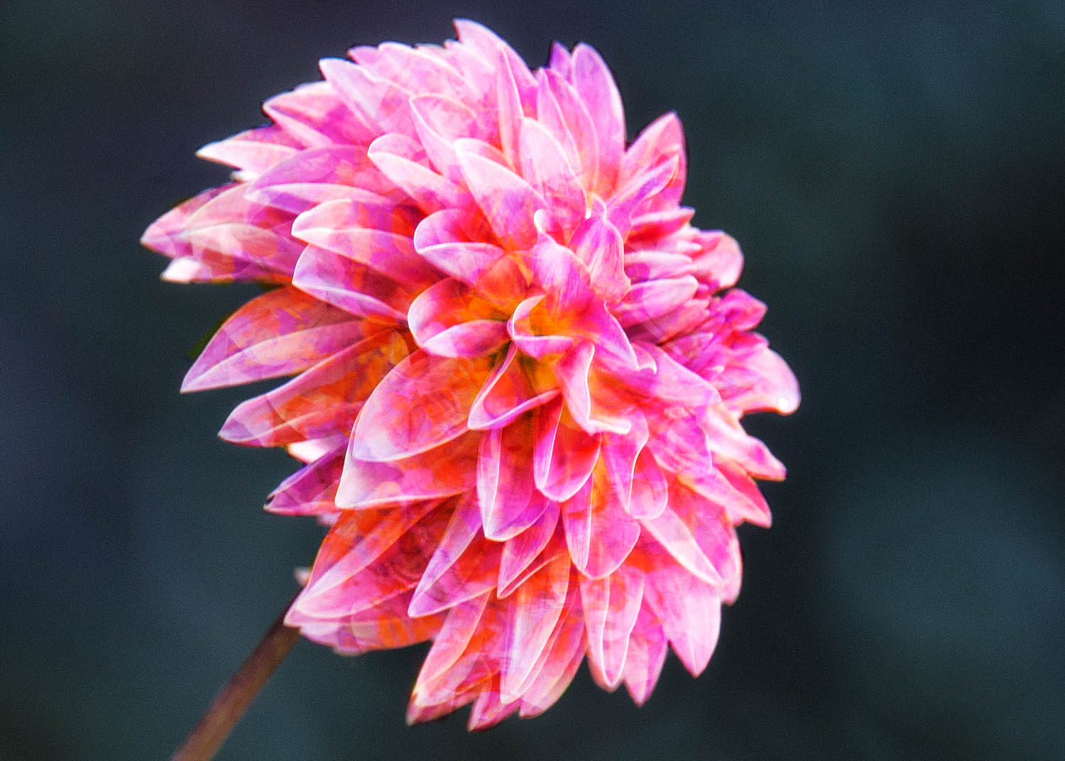 Patterned Dahlia