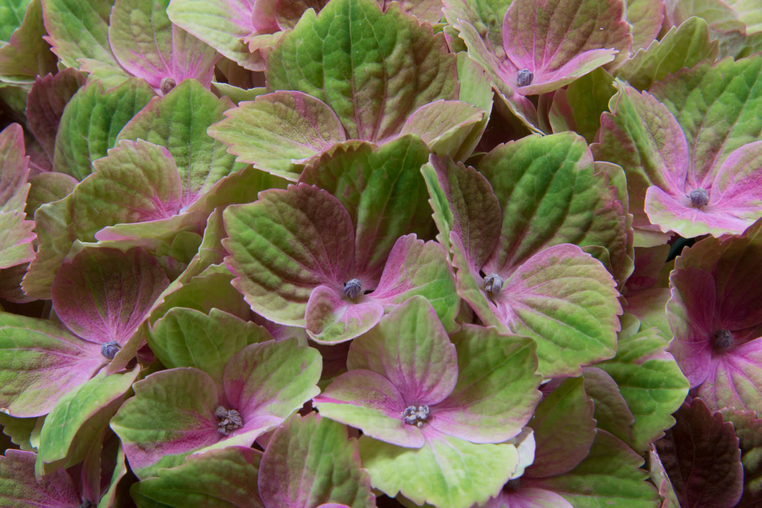 Pink and Green Hydrangea