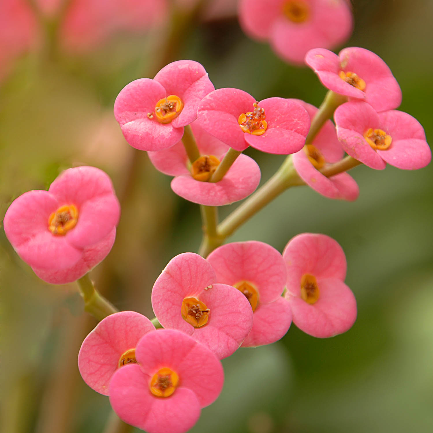 Pink Euphorbia