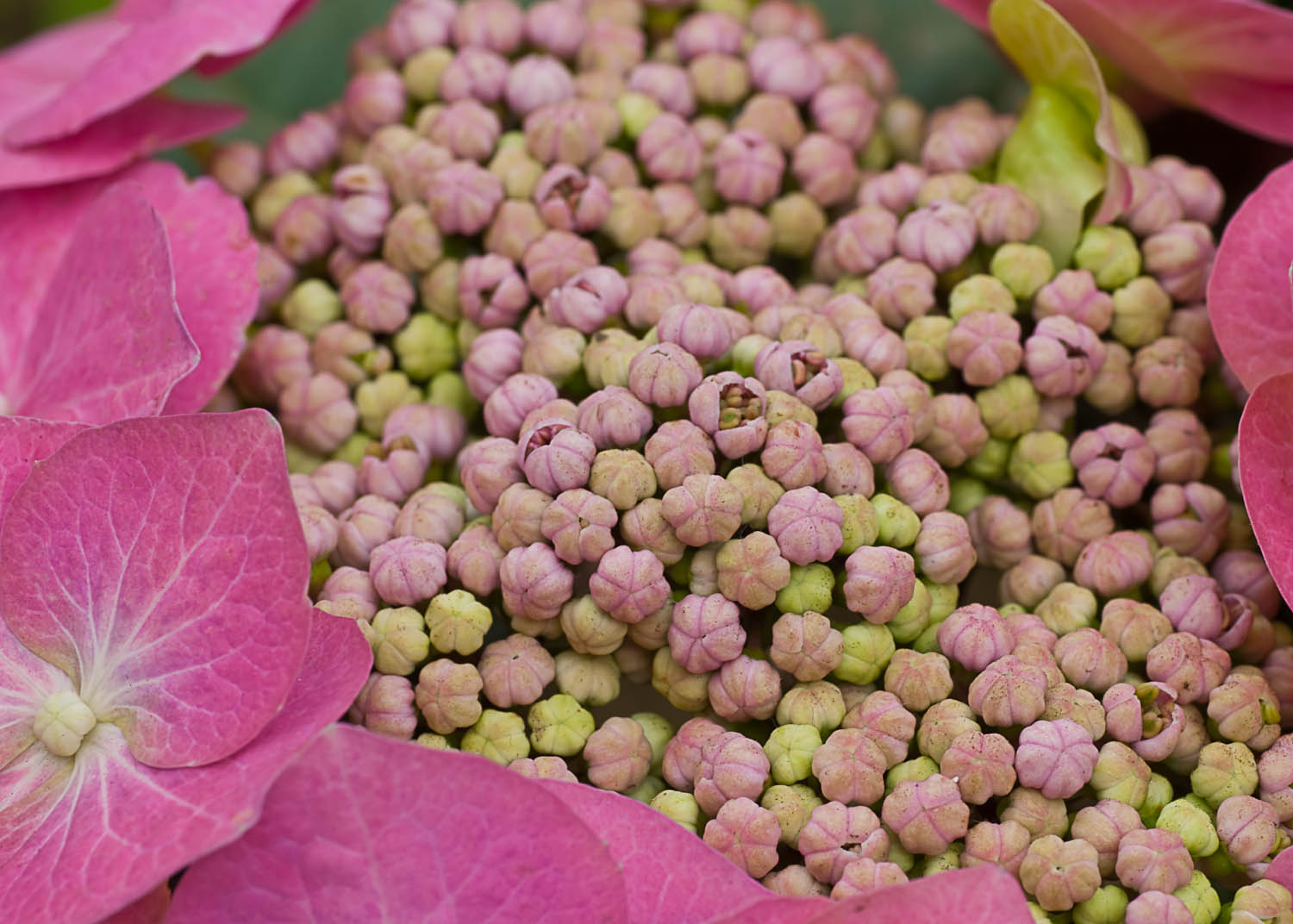 Pink Hydrangea Up Very Close