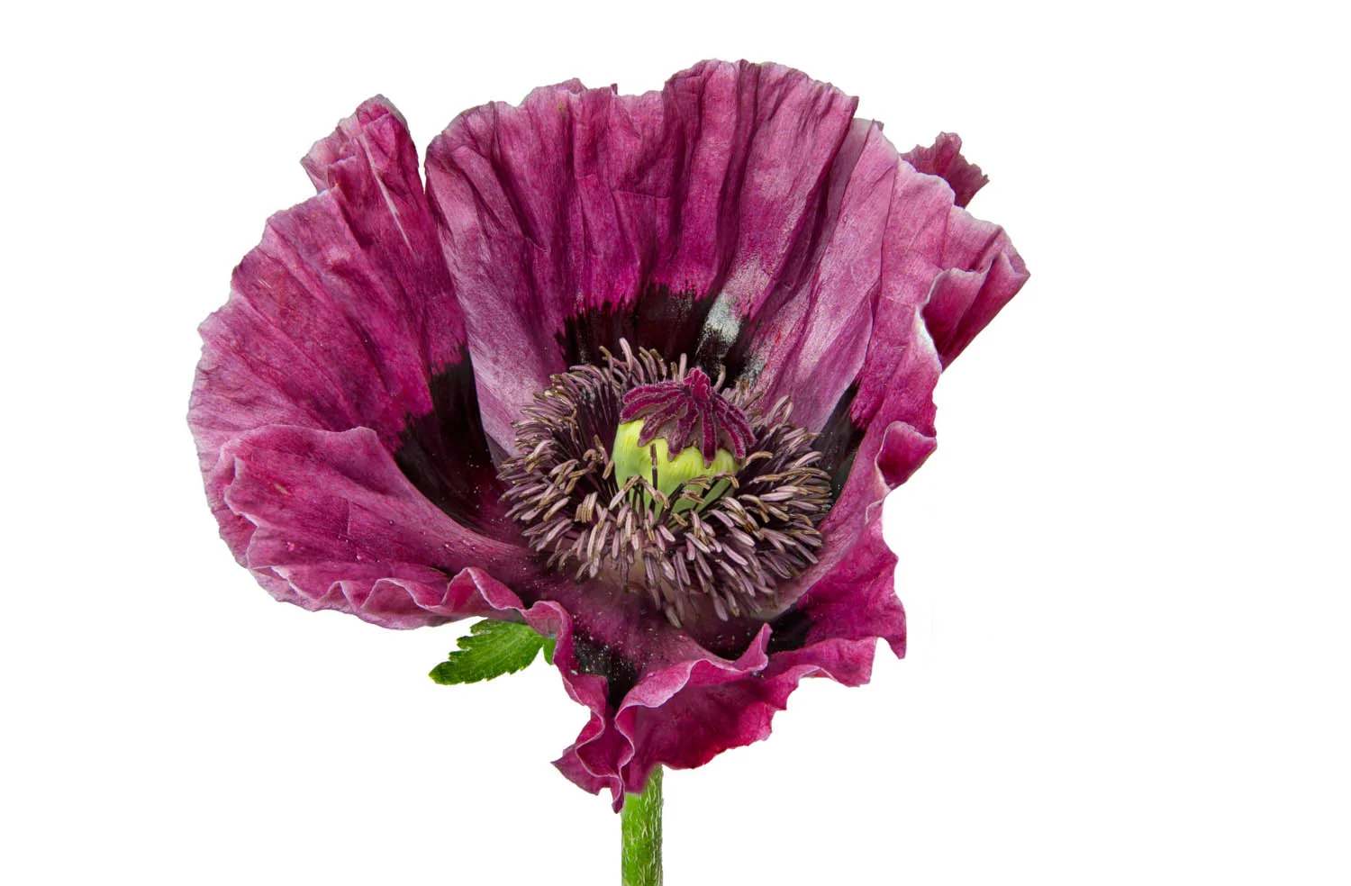 Purple Poppy