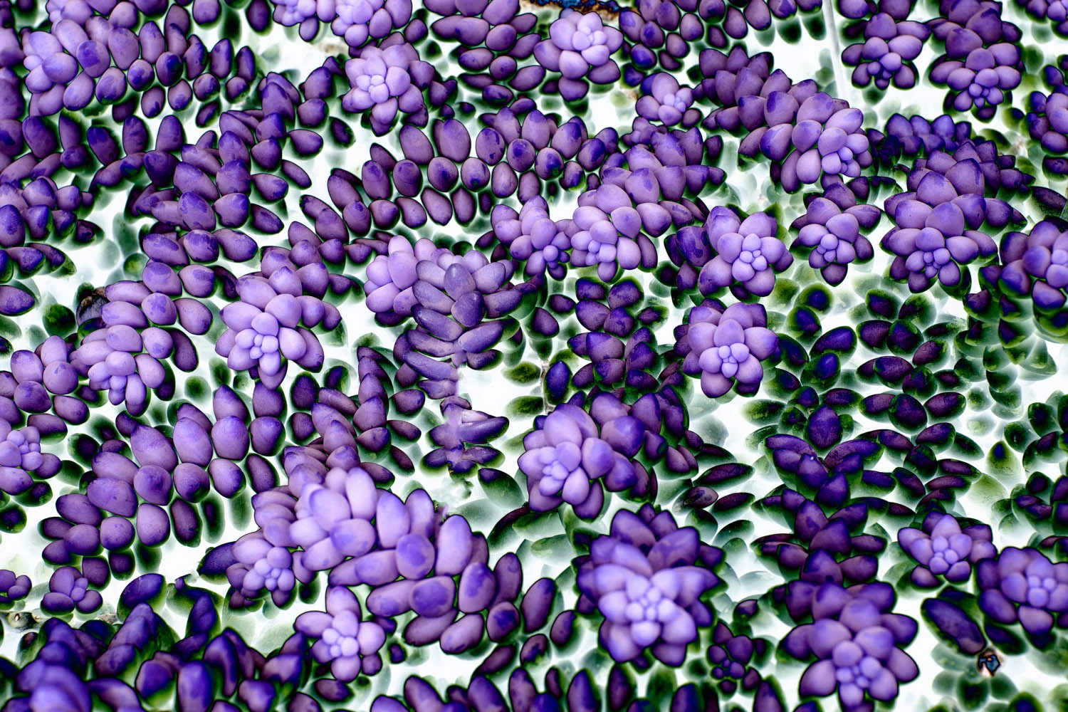 Purplish Sedum