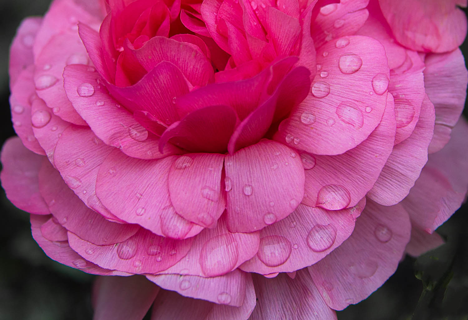 Ranunculus in the Rain