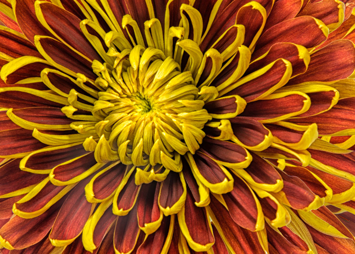 Red and Yellow Mum