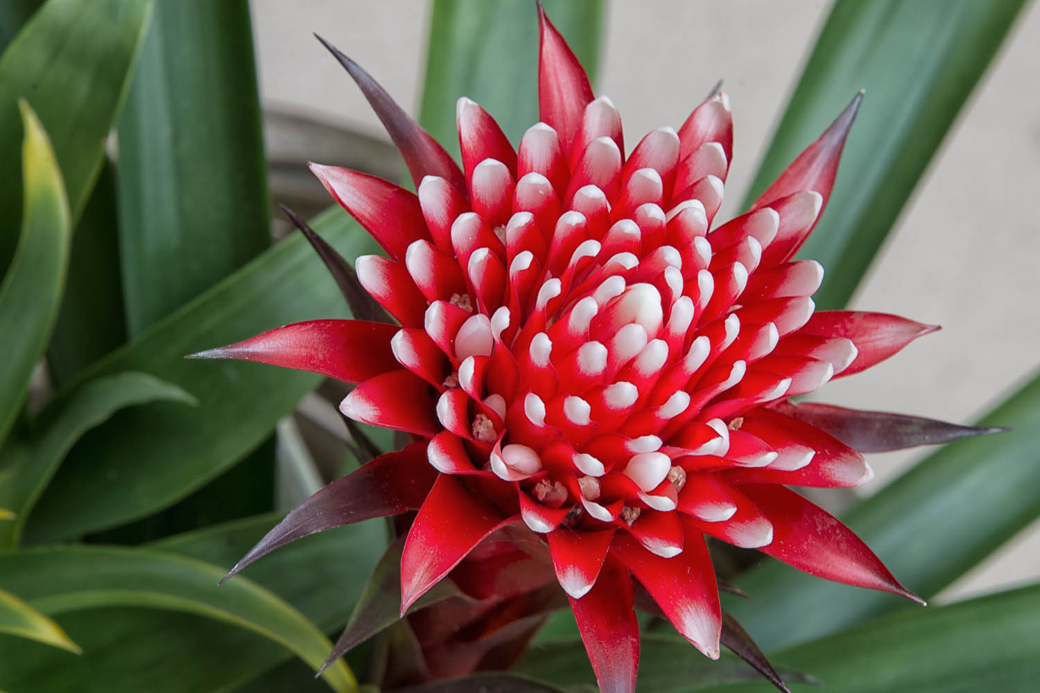 Red Bromeliad