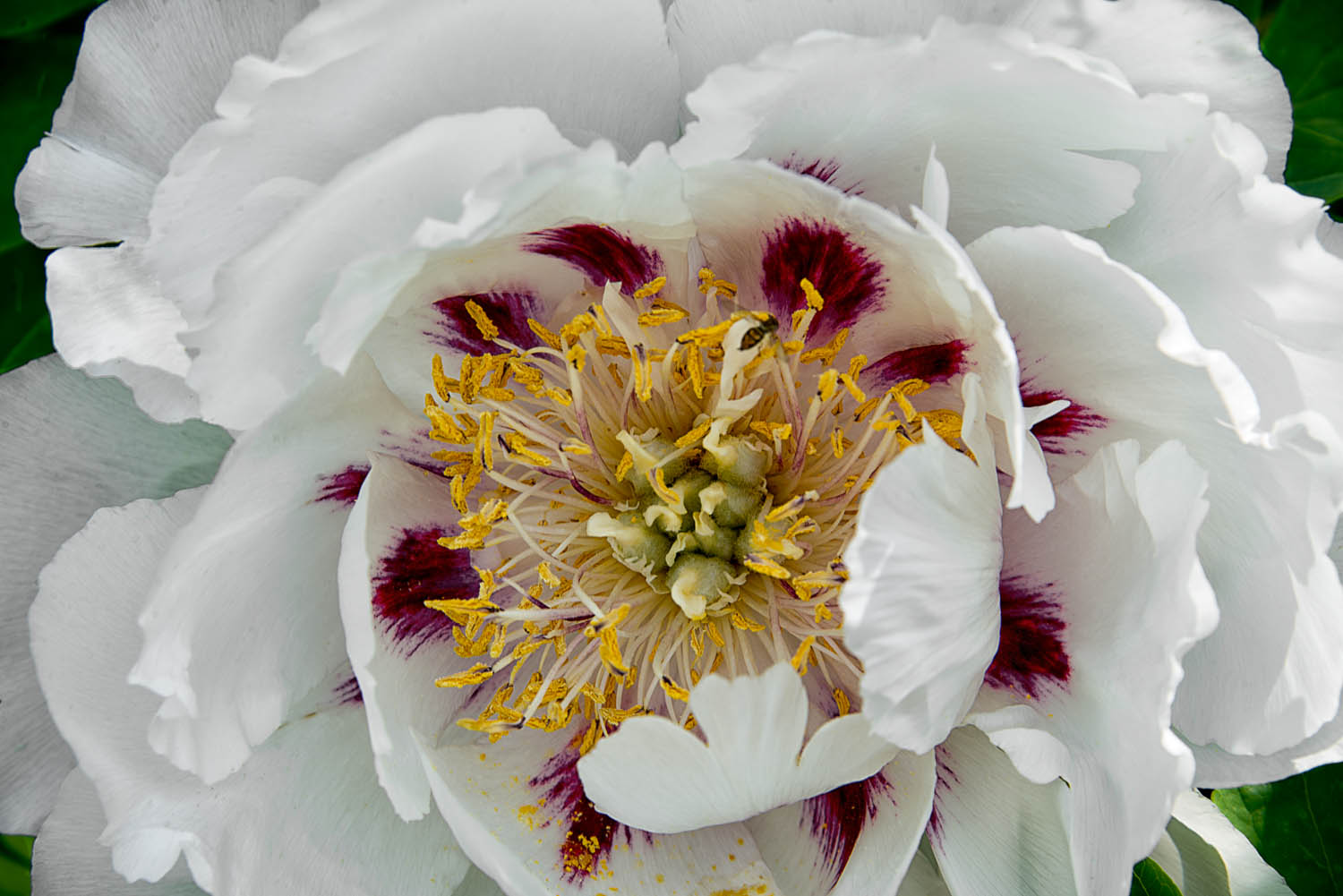 Rock's Double Form Peony