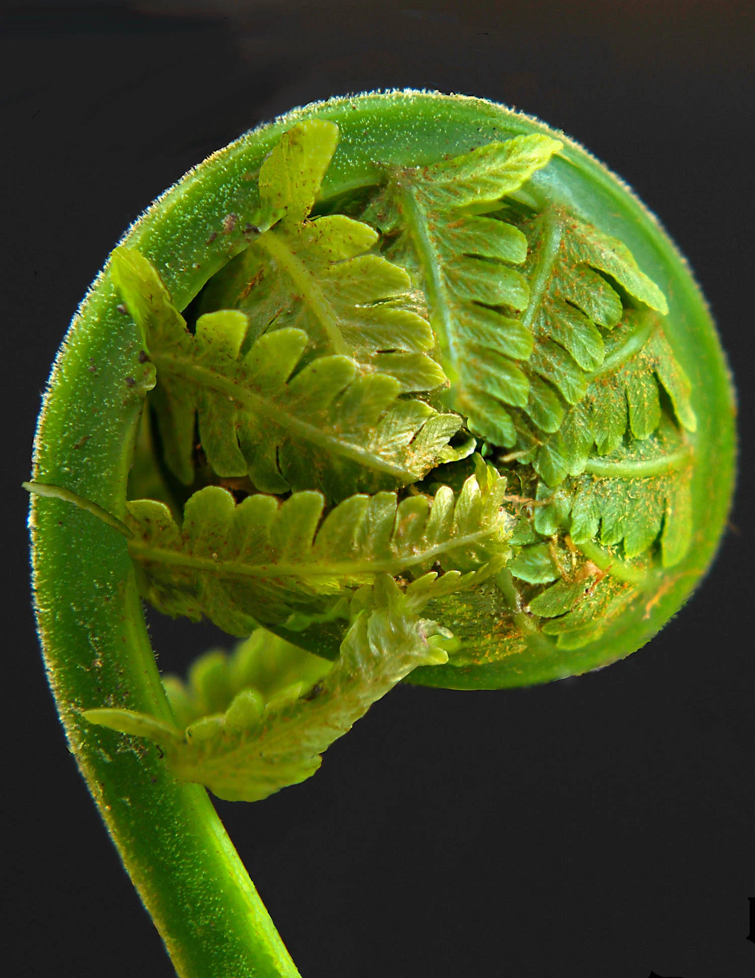 Spring Fern