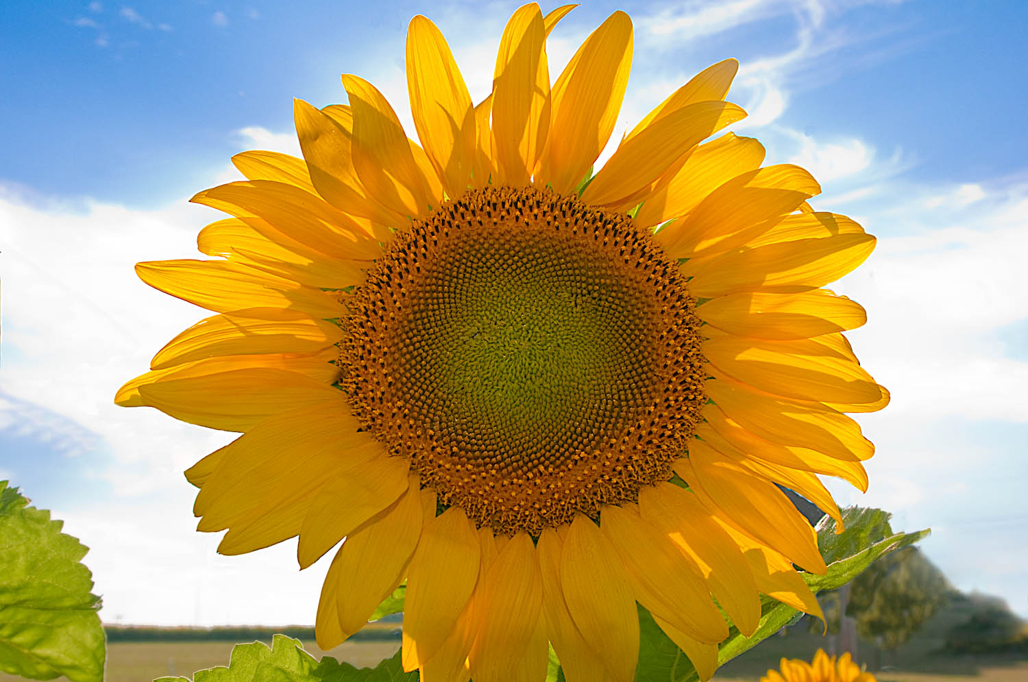 Sunflower Yellow