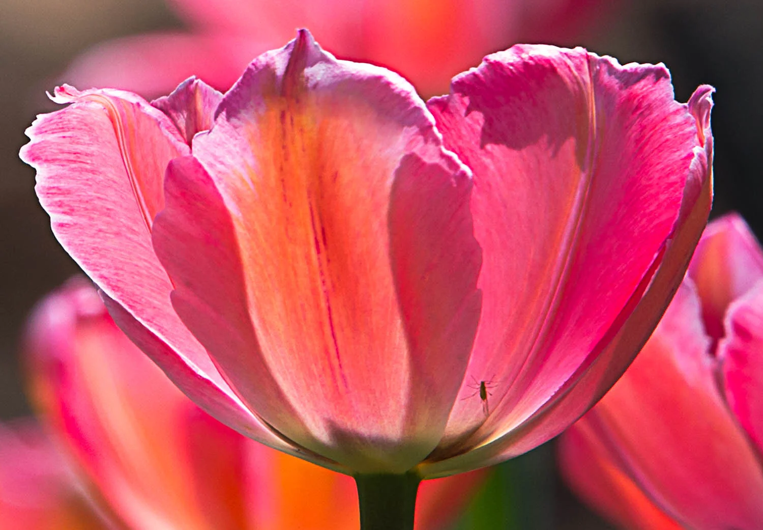 Tulip Glow