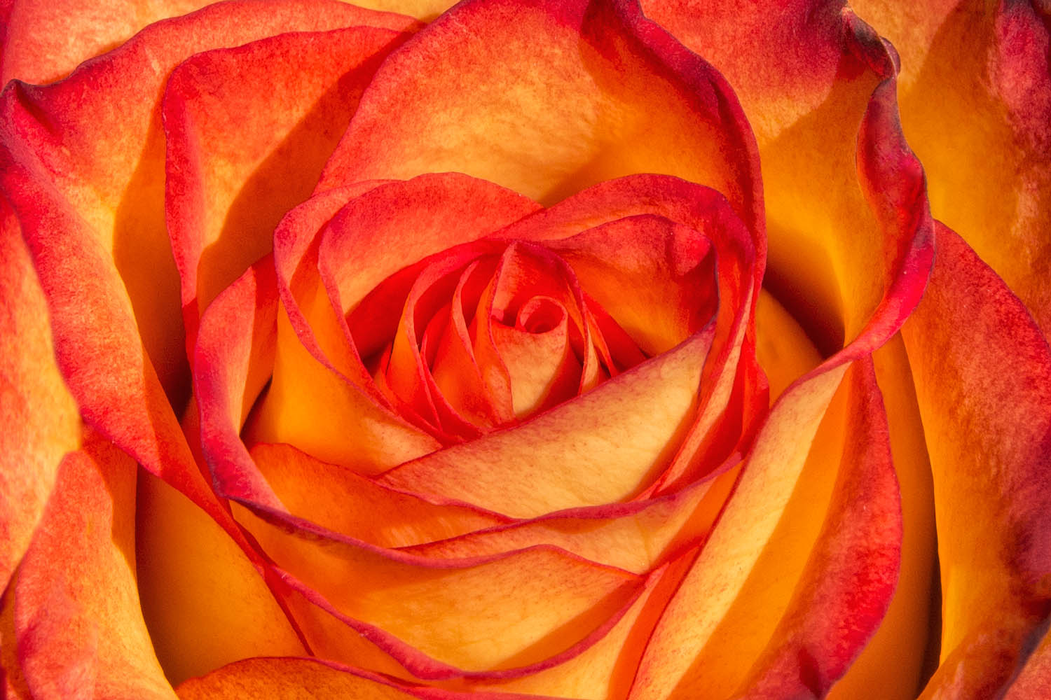 Yellow and Orange Rose