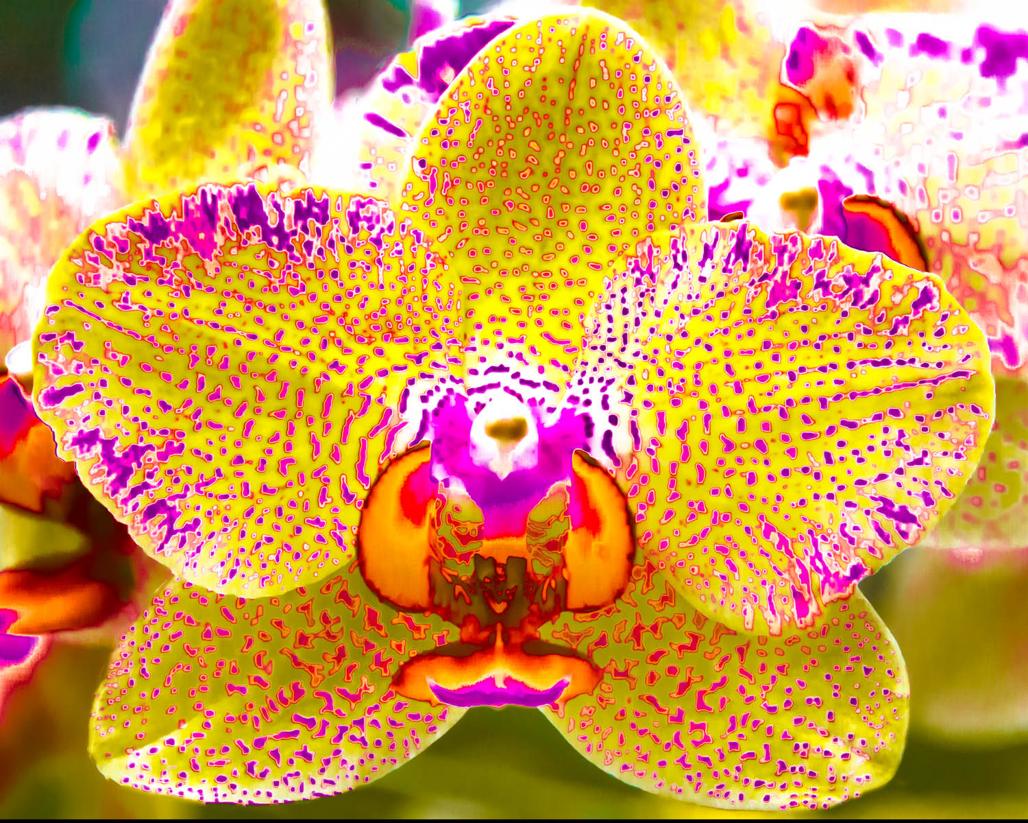 What an Orchid