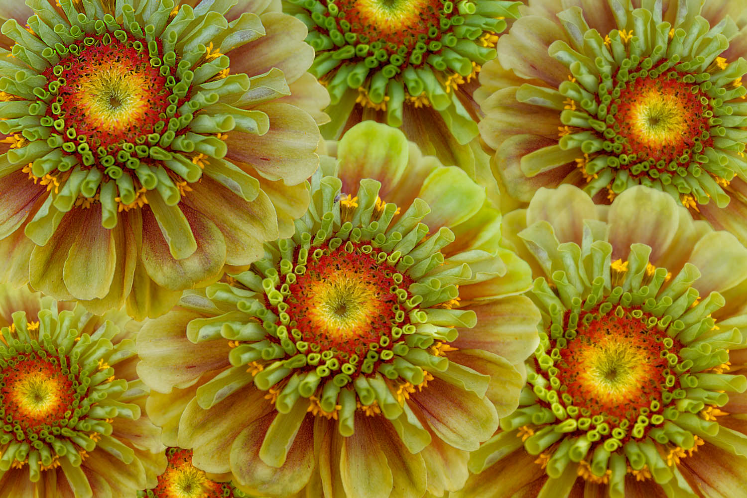 Yellow Zinnias