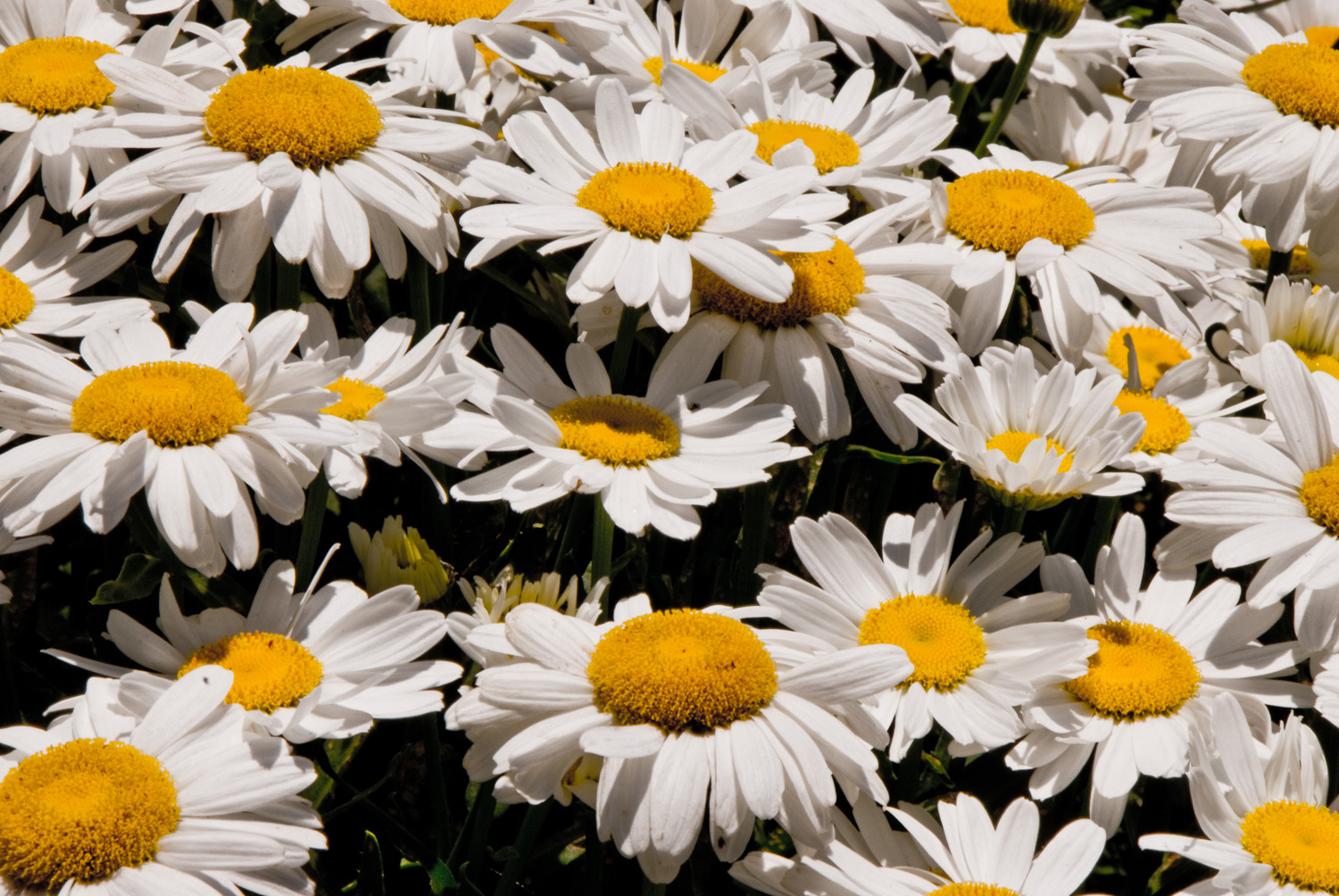 A Pocket Full of Daisies