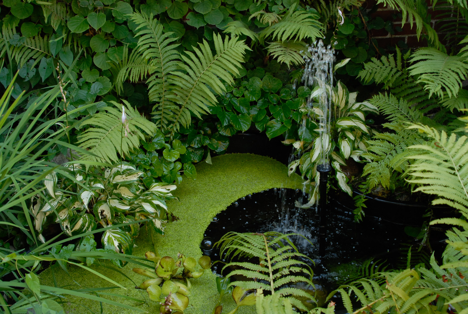 Around the Pond