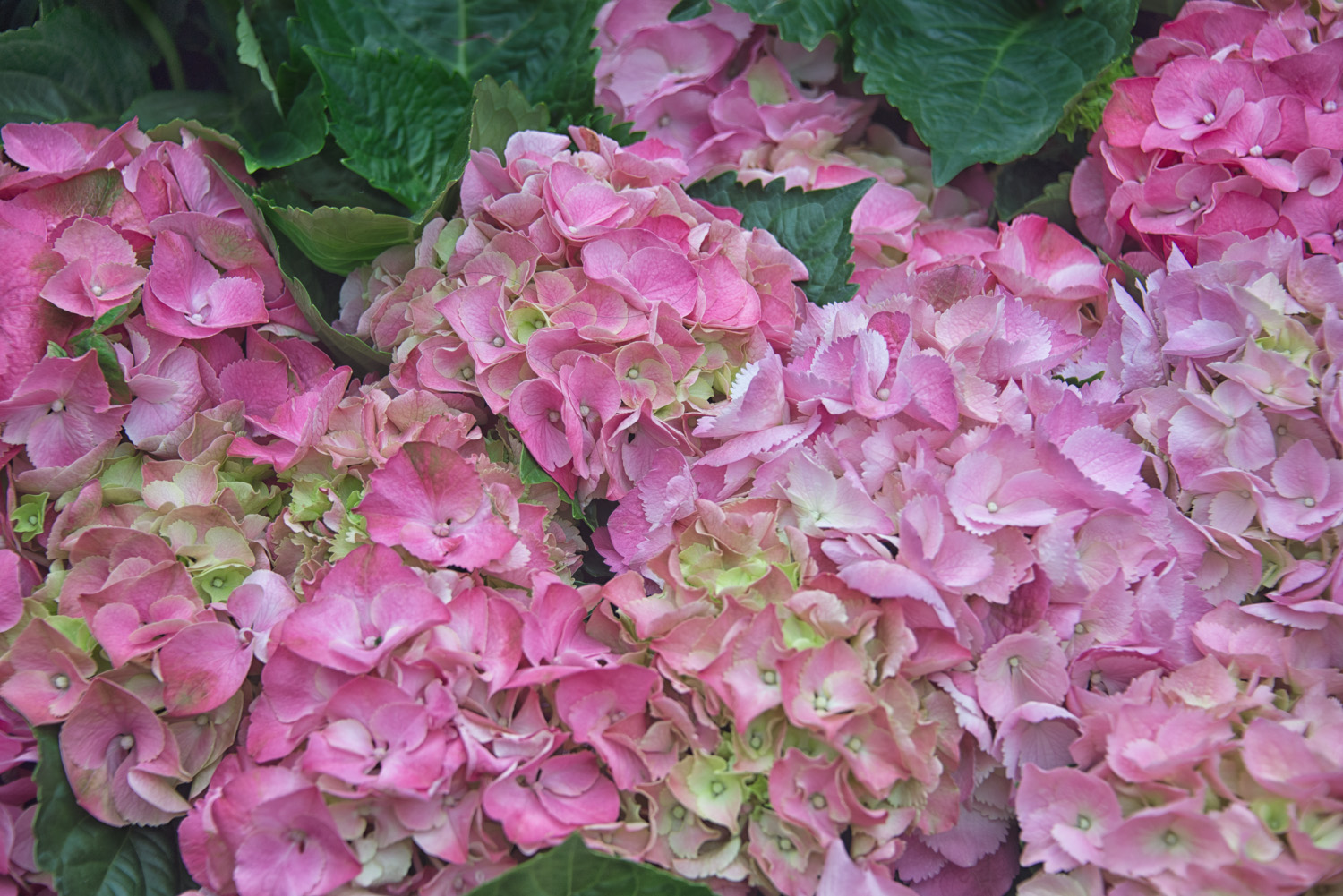 Bunches of Pink Hydrangea