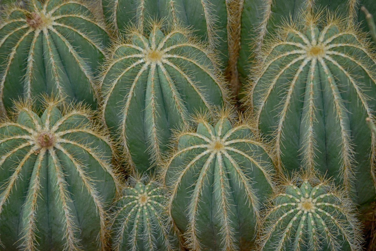 Cacti