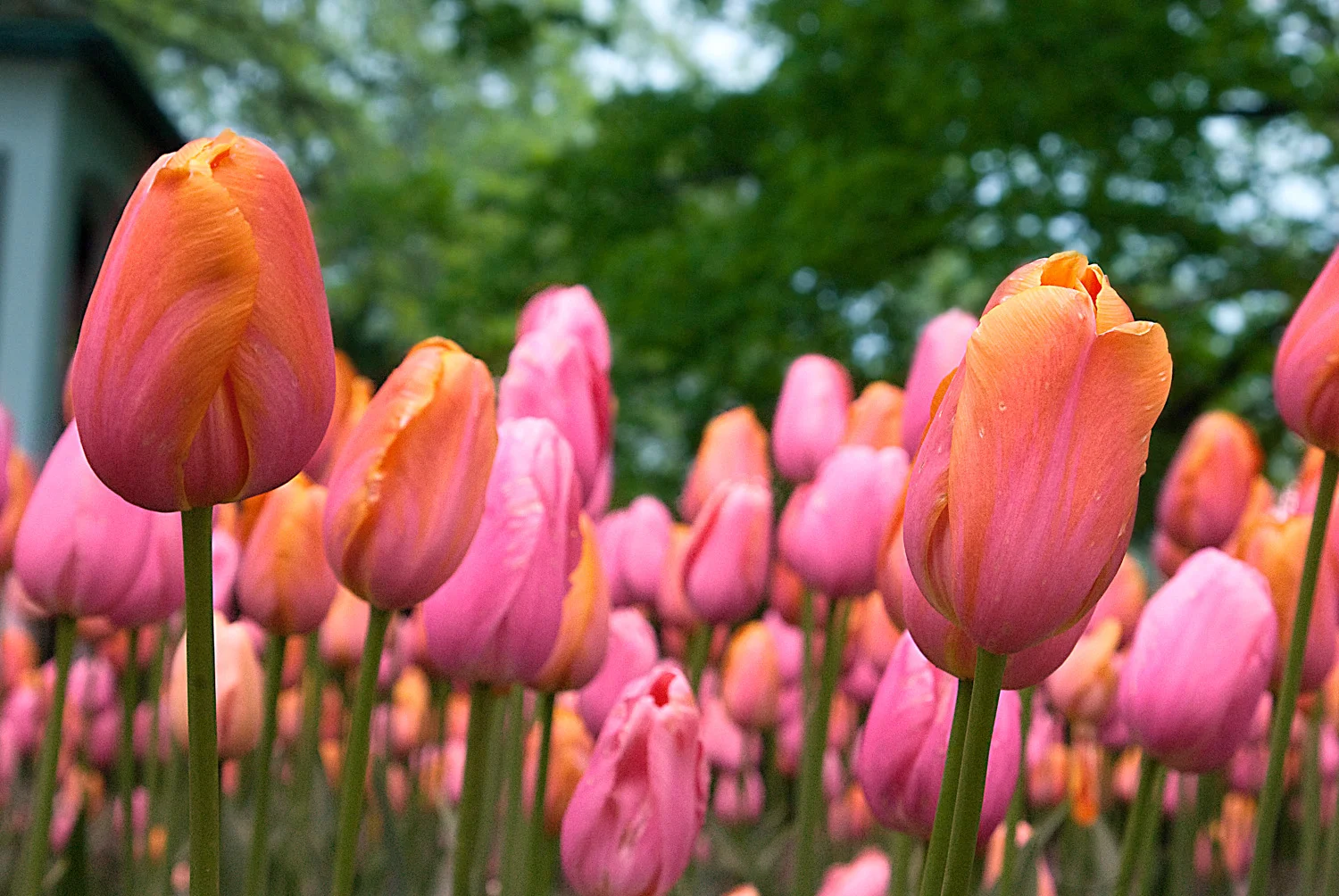 Daydream Tulips Up Close
