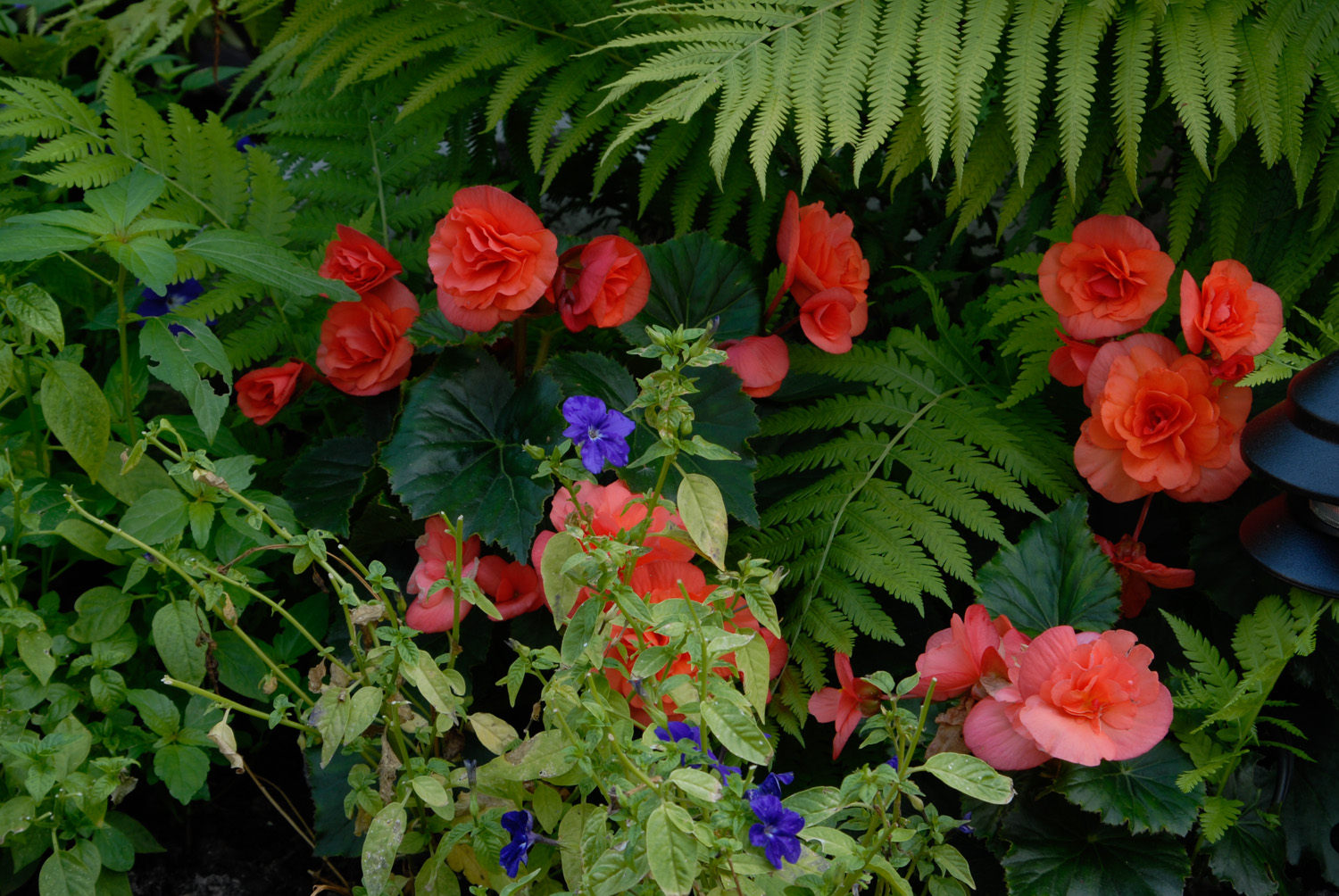 Fabulous Begonias