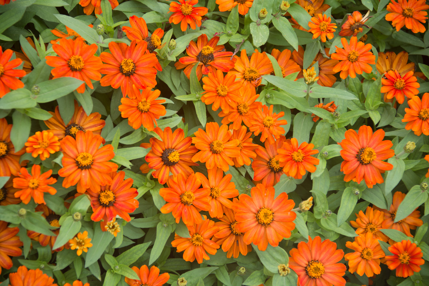 Orange Zinnias