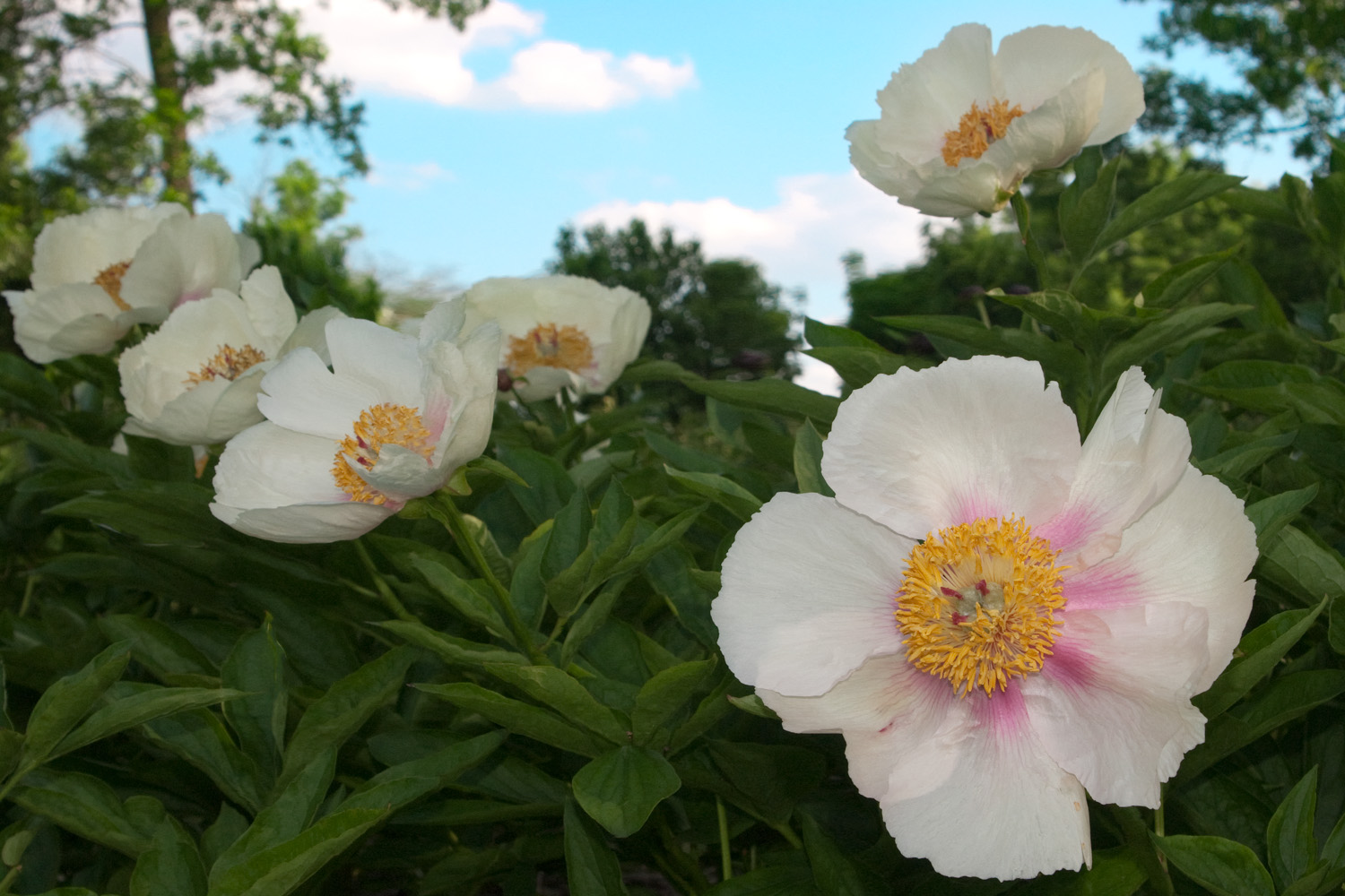 Peony Parade