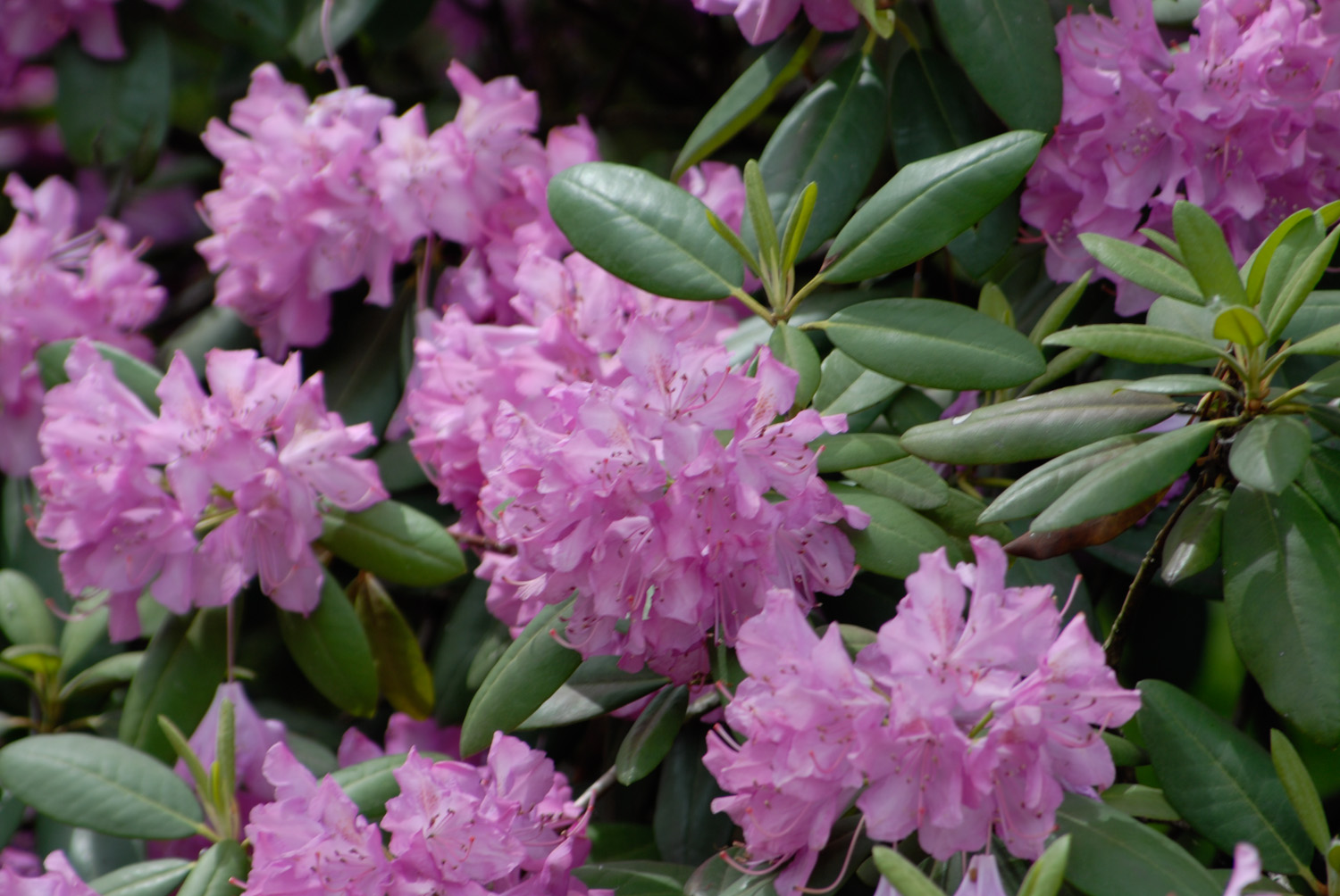 Pink Azaleas