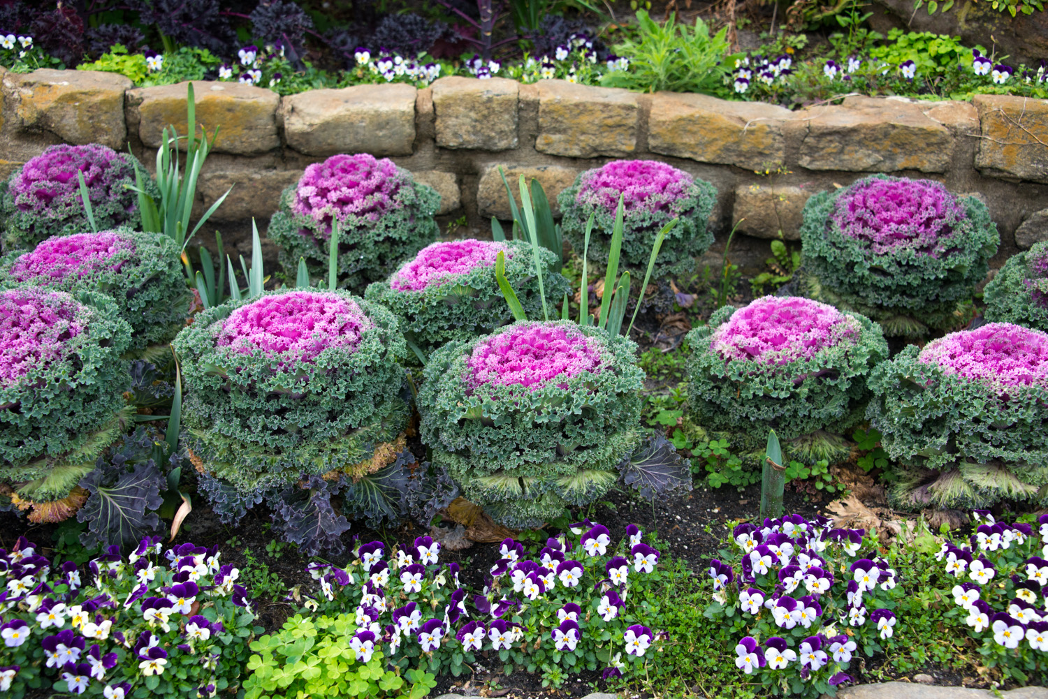 Ornamental Kale