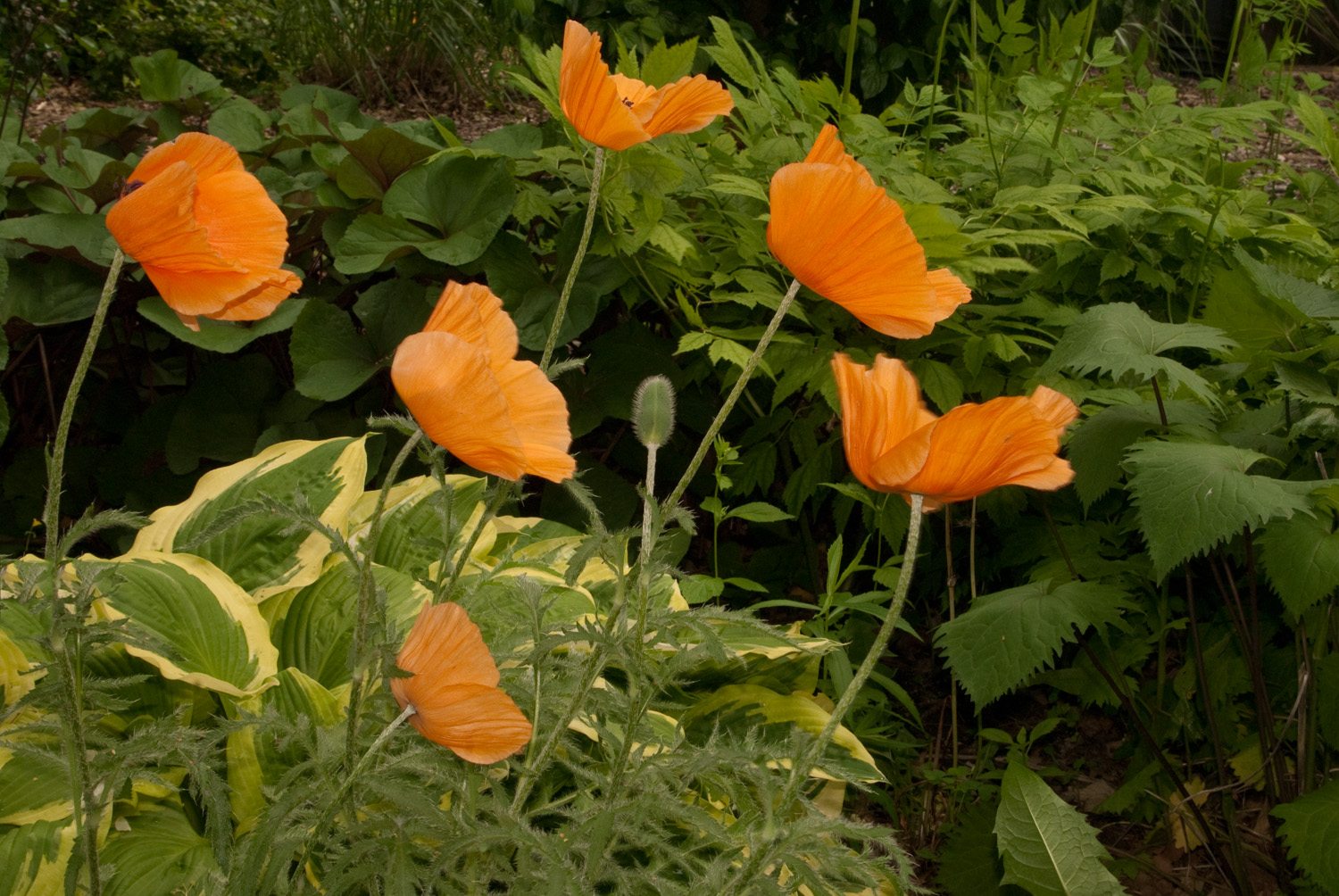 Poppies Blowing in the Wind
